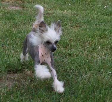Chinese crested hårløs junior  billede 9