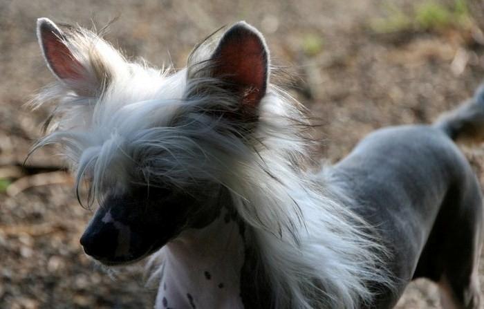 Chinese crested hårløs junior  billede 10