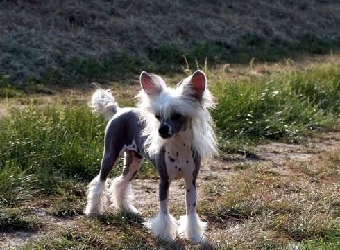 Chinese crested hårløs junior  billede 11
