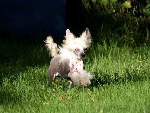 Chinese crested hårløs junior  billede 12