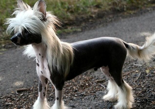 Chinese crested hårløs junior  billede 13