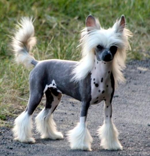 Chinese crested hårløs junior  billede 6