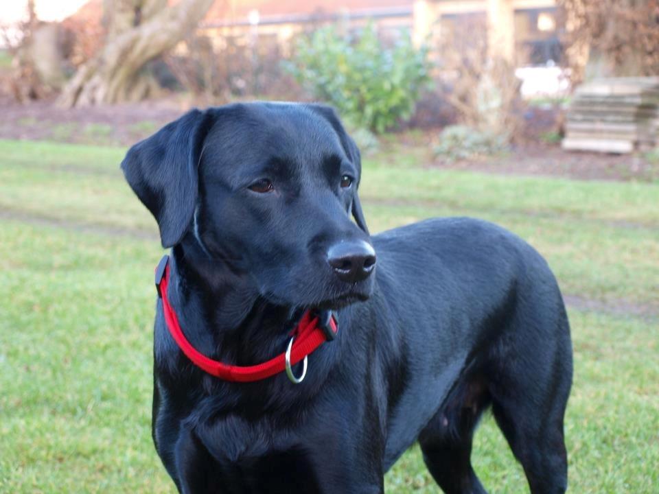 Labrador retriever Mille - Mille er en meget speciel hund, med mange specielle træk.  billede 1