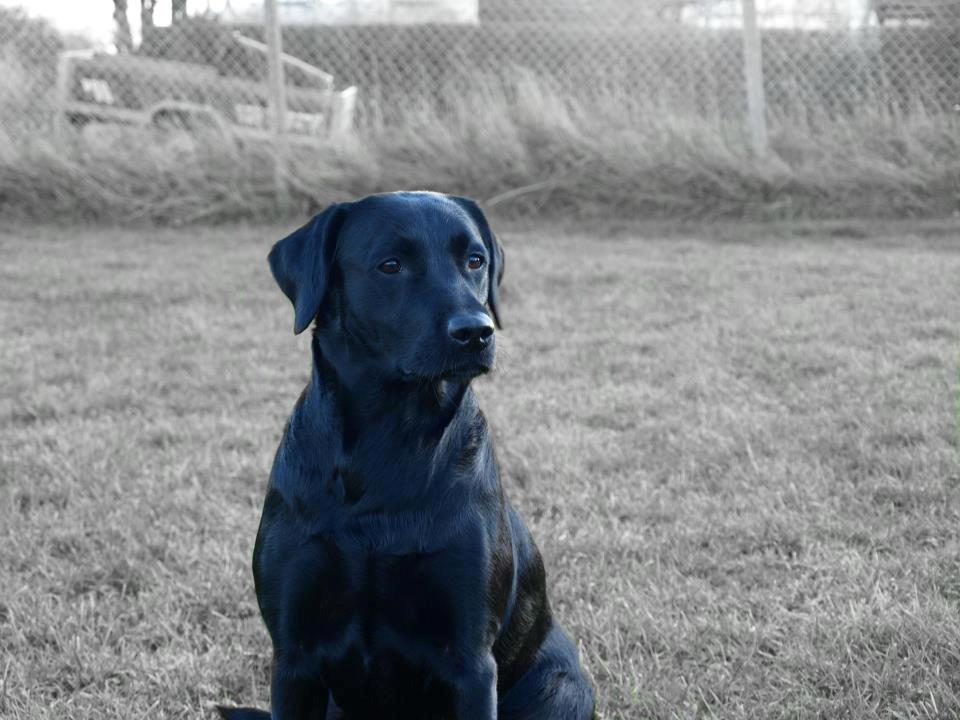 Labrador retriever Mille - Fotogen er hun ikke, så man skal være hurtig for at fange det magiske øjeblik.  billede 2