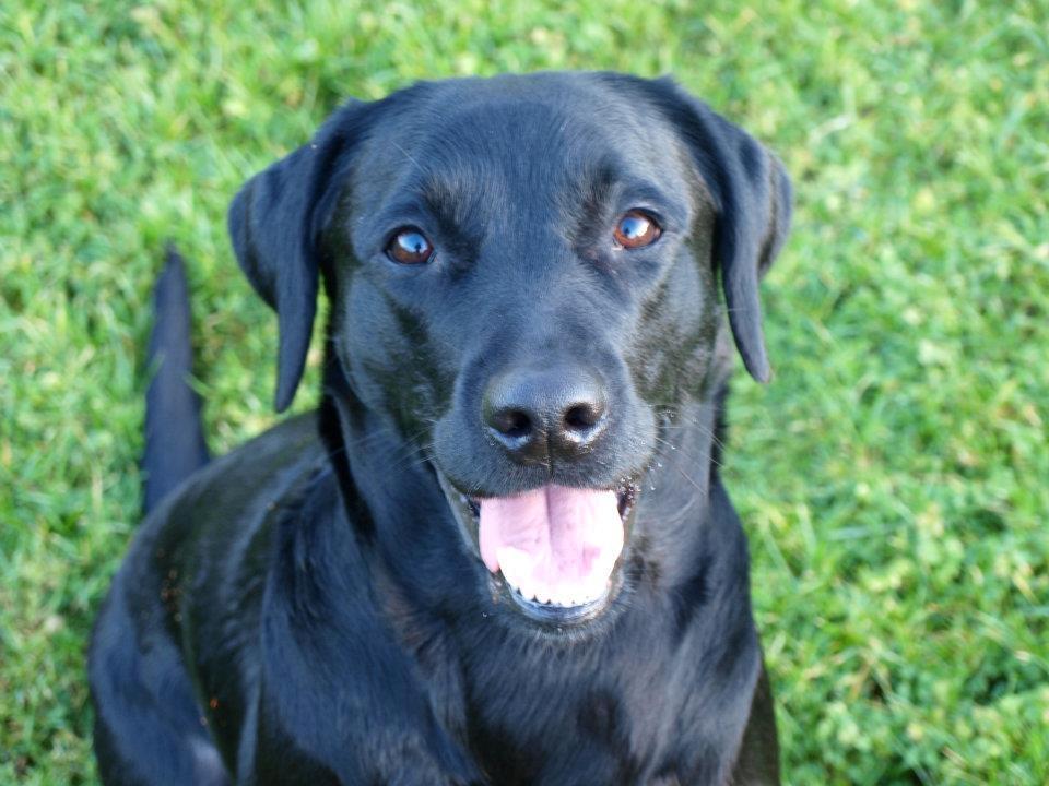 Labrador retriever Mille - ''Giv mig den bold''  billede 3