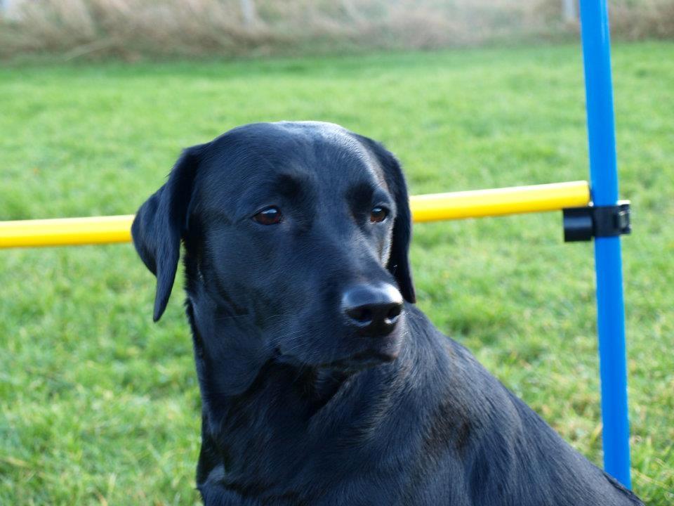Labrador retriever Mille - Kigger lidt rundt billede 4