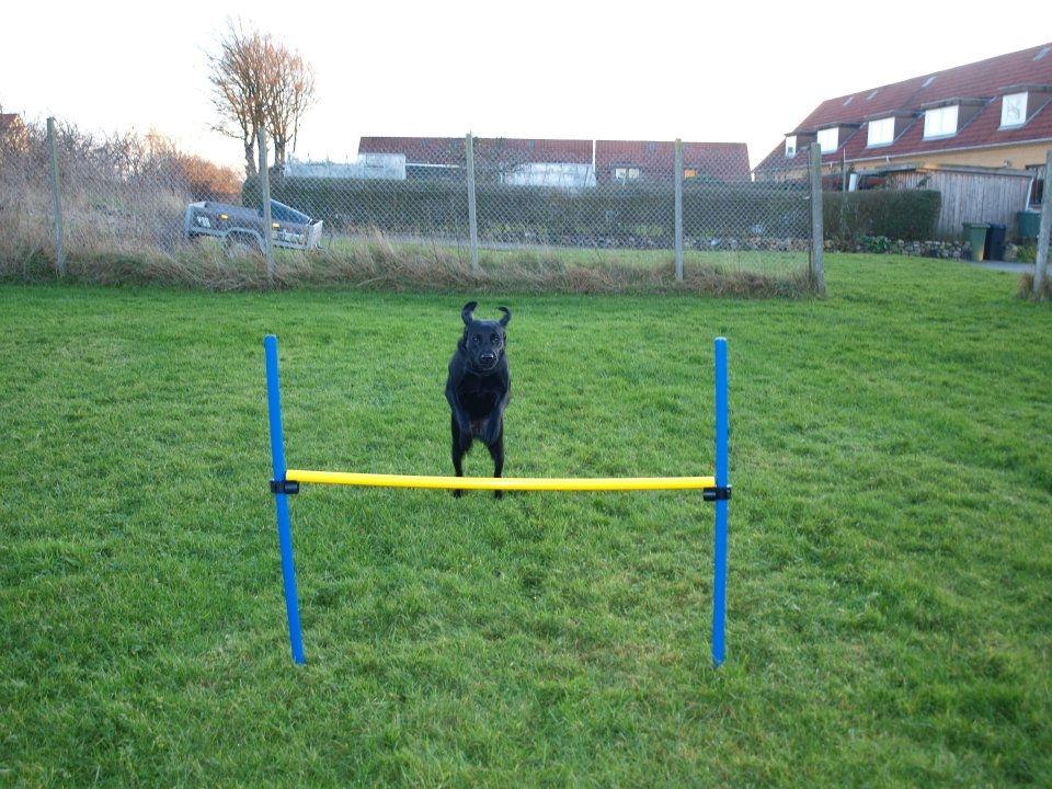 Labrador retriever Mille - Milles hoppy. billede 5