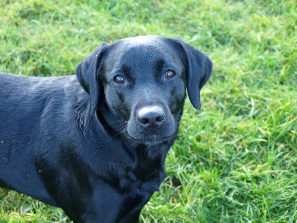Labrador retriever Mille - Min lille Mille billede 6