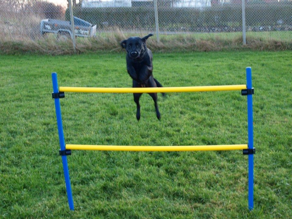 Labrador retriever Mille - Hop! billede 7