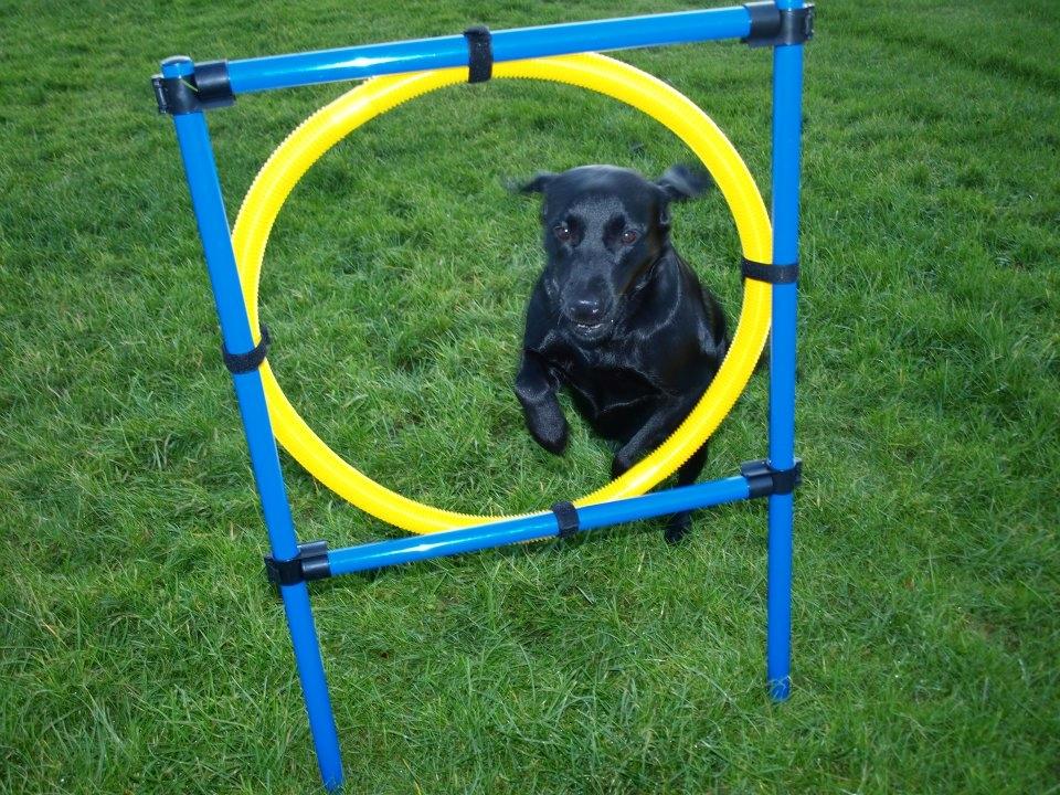 Labrador retriever Mille - Ringen er nu ikke favoritten :) billede 8