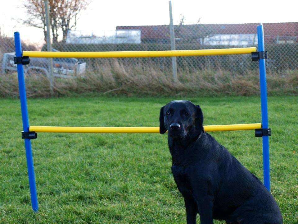 Labrador retriever Mille - Så er springet stillet op. billede 9