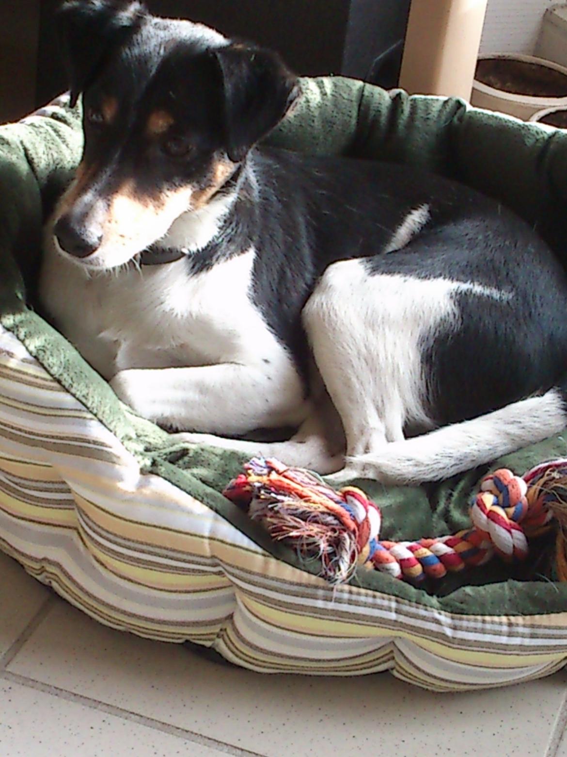 Dansk svensk gaardhund Futte - Her er min futte  billede 4