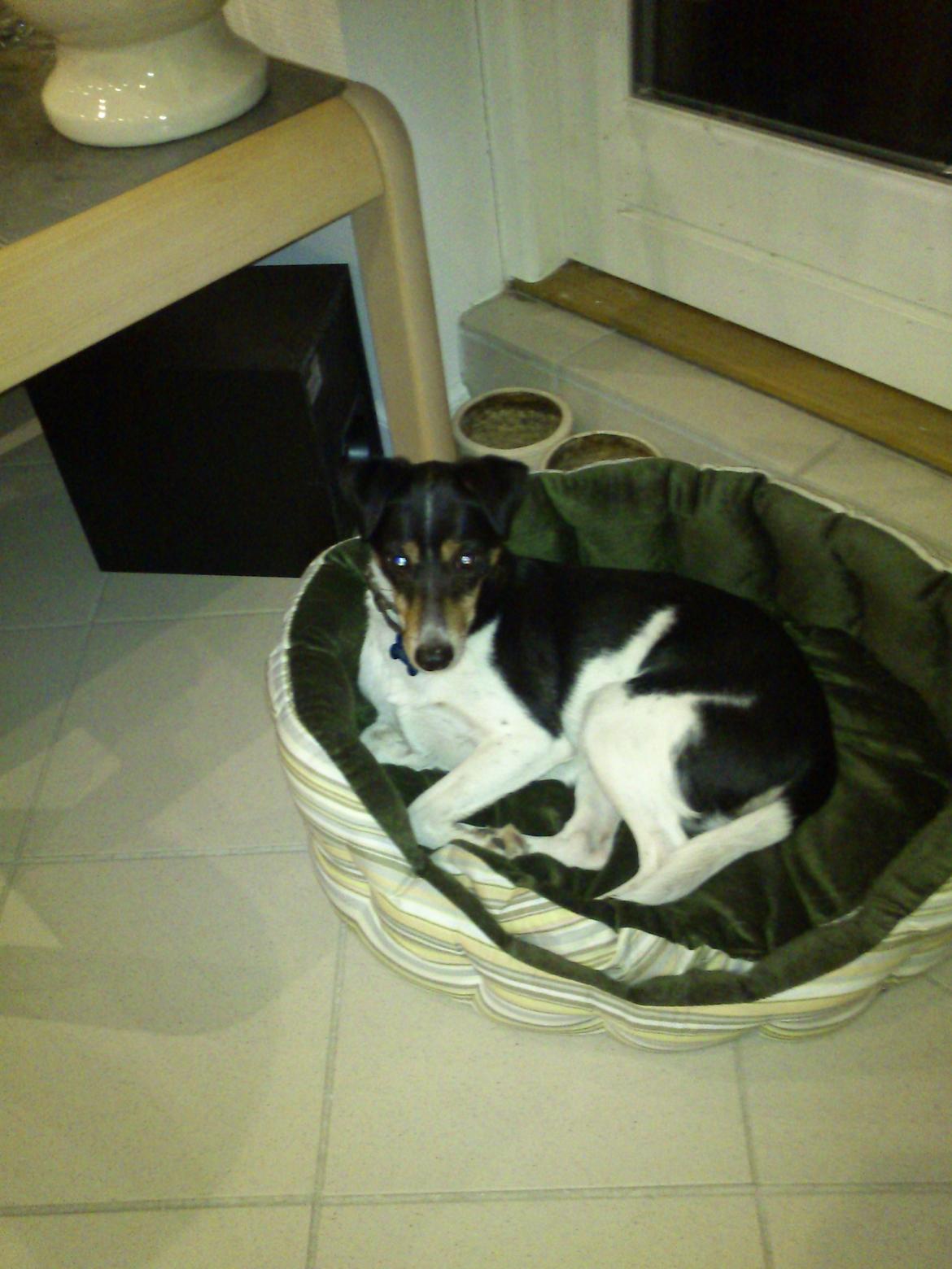 Dansk svensk gaardhund Futte - det var en uge sinden billede 6