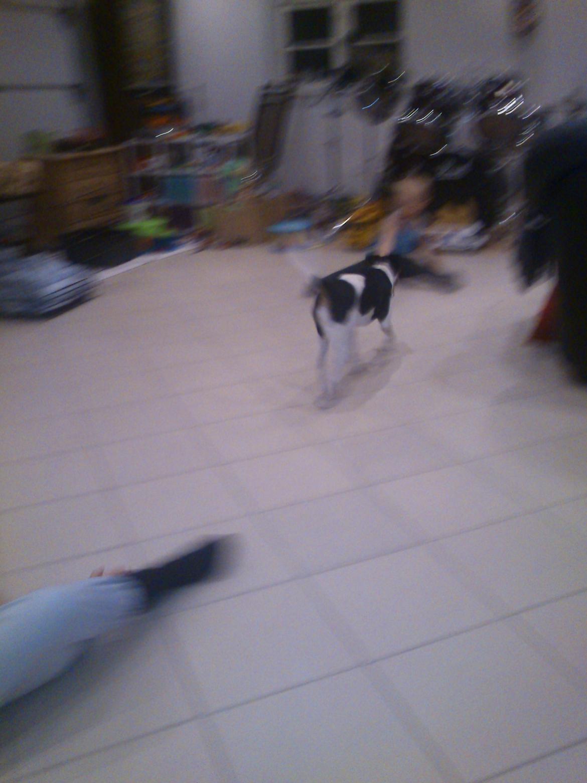 Dansk svensk gaardhund Futte - første dag billede 8