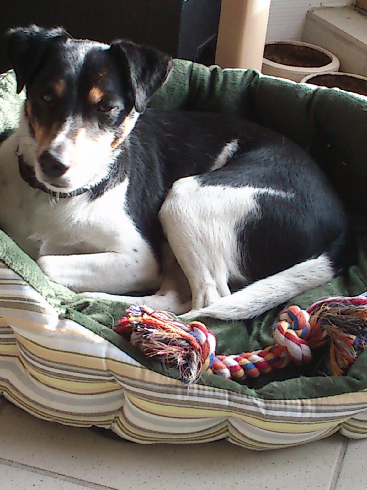 Dansk svensk gaardhund Futte billede 9