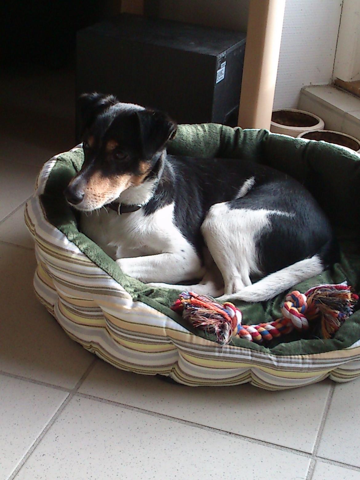 Dansk svensk gaardhund Futte billede 3