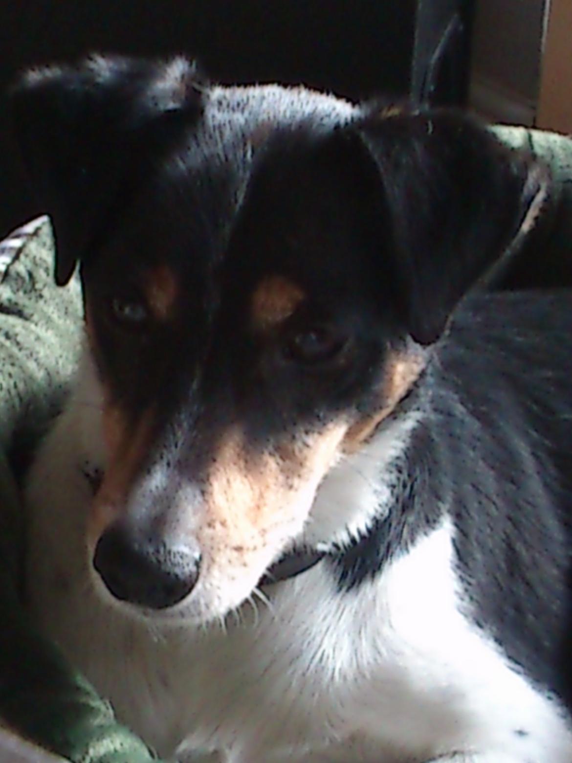 Dansk svensk gaardhund Futte billede 10