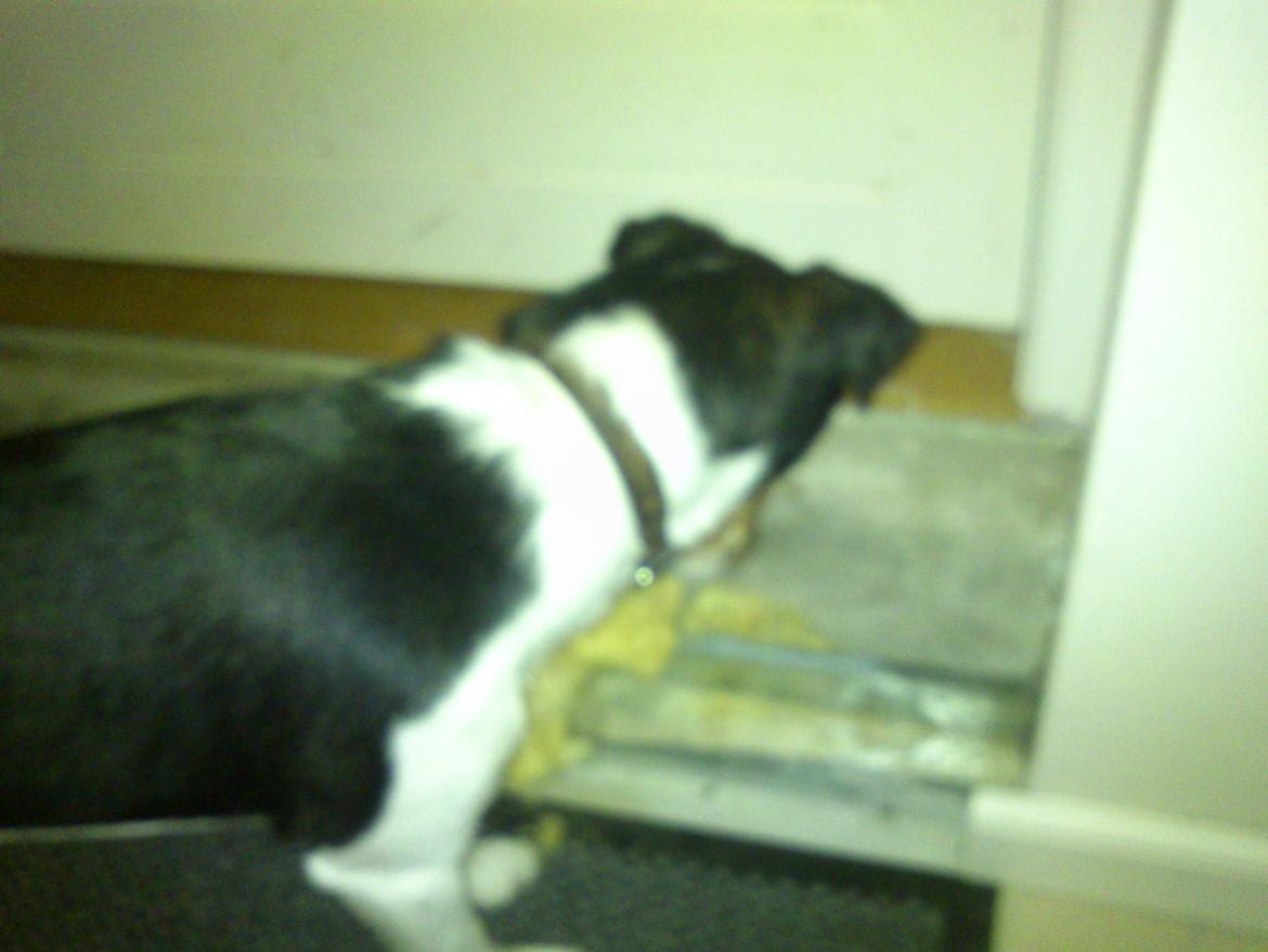 Dansk svensk gaardhund Futte - anden dag futte var hos os billede 12