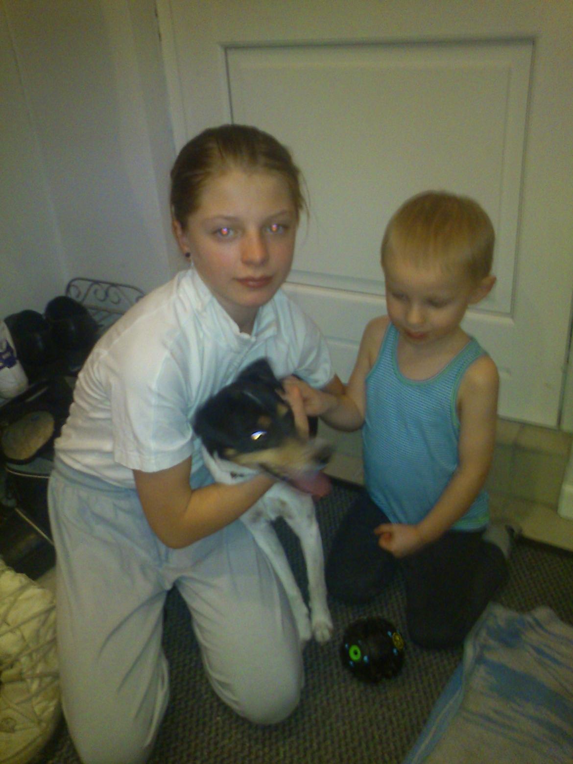 Dansk svensk gaardhund Futte - vi har lide fådet futte hjem og det er mig  billede 2