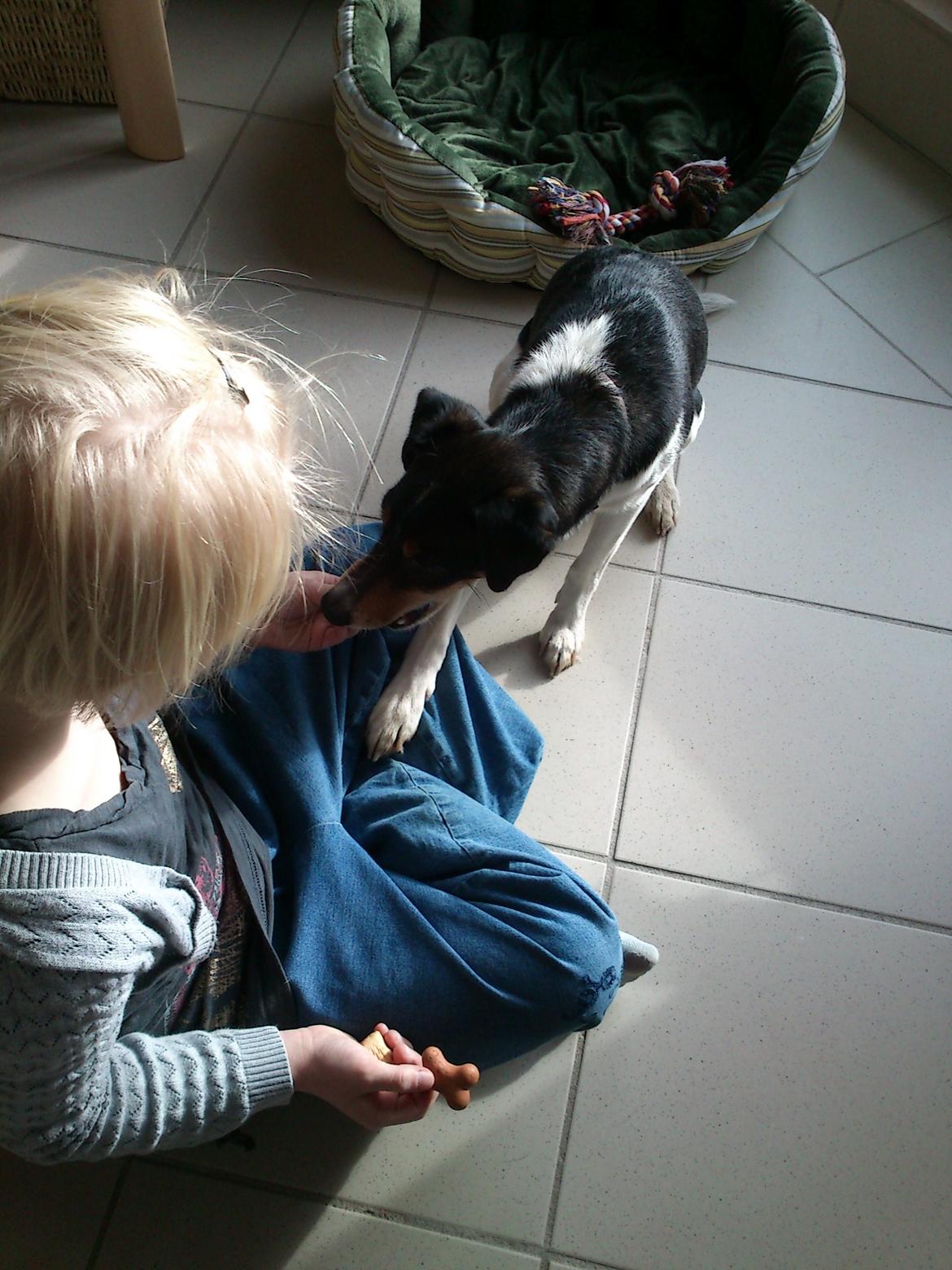 Dansk svensk gaardhund Futte - Amanda og futte billede 11