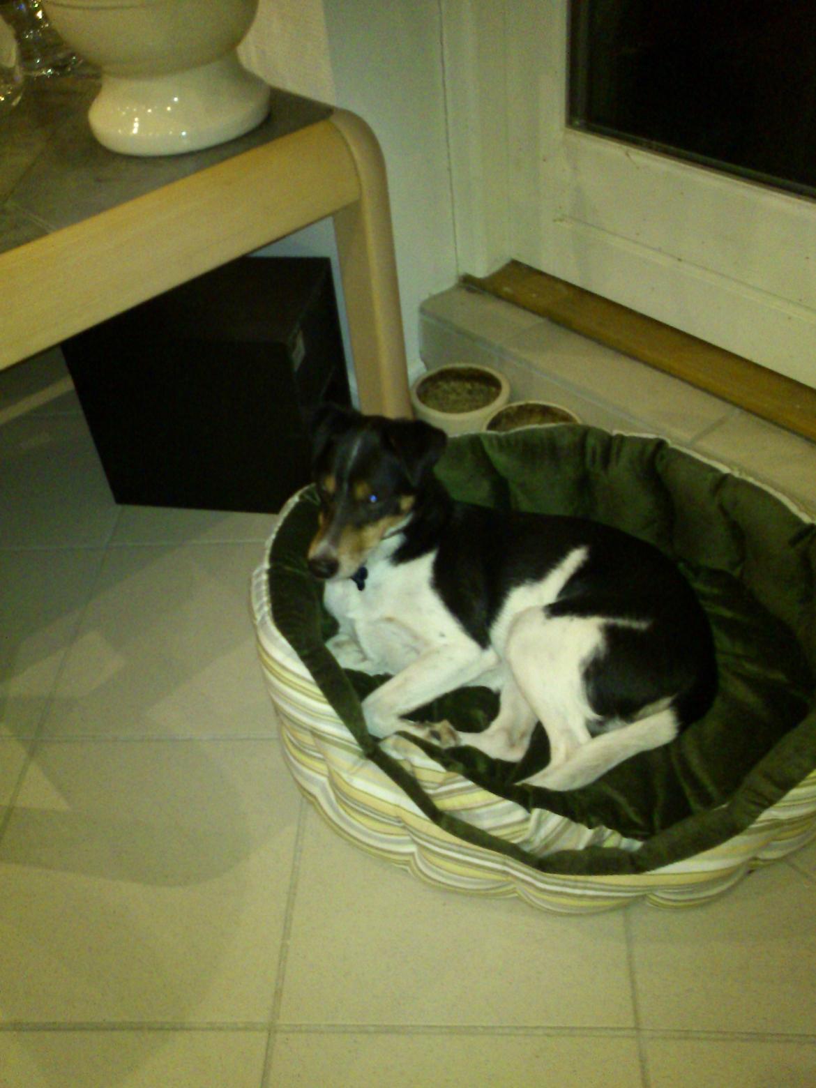 Dansk svensk gaardhund Futte - min lille futte  billede 13