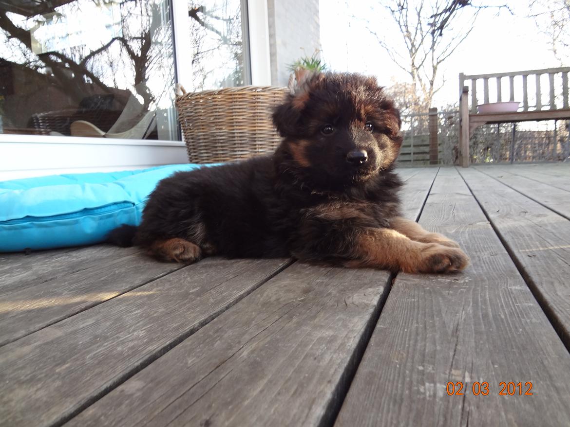 Schæferhund Hassenkam's Christa - 6½ uge gammel billede 7