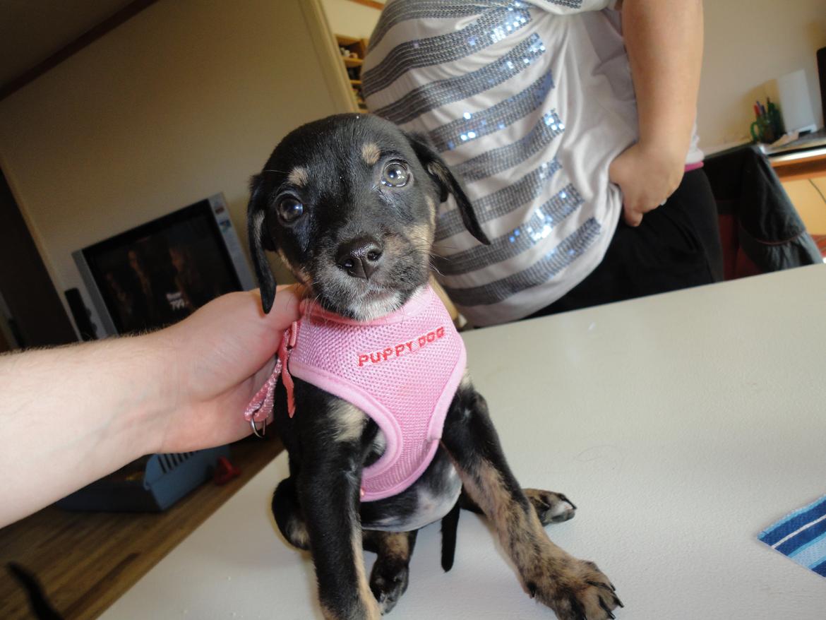 Blanding af racer Maloou <3 billede 2