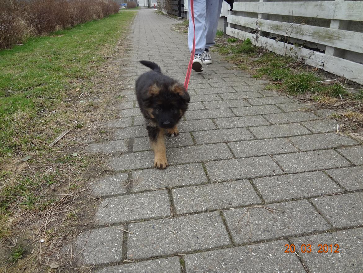 Schæferhund Hassenkam's Christa - Her går jeg fint tur i snor. billede 8