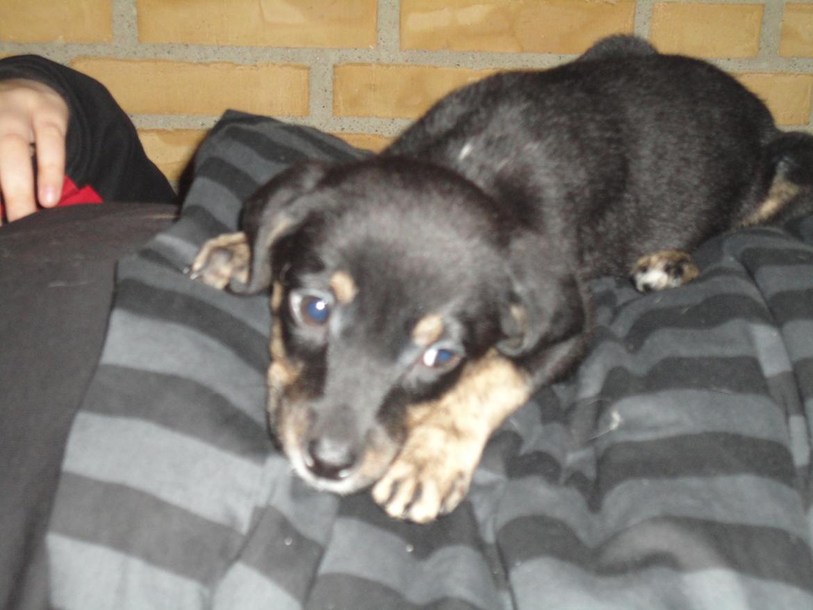 Blanding af racer Maloou <3 billede 3