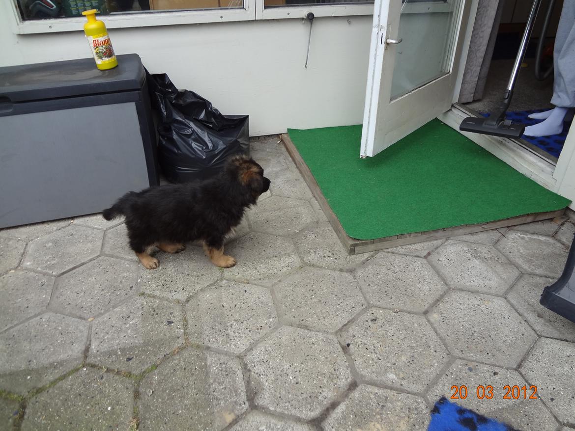 Schæferhund Hassenkam's Christa - Så er vi fremme i den nye have, her er ikke meget græs øv. billede 9