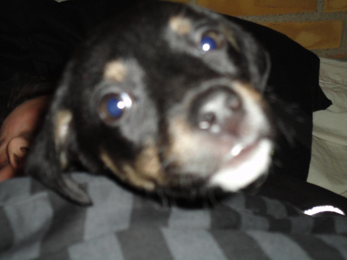 Blanding af racer Maloou <3 billede 4