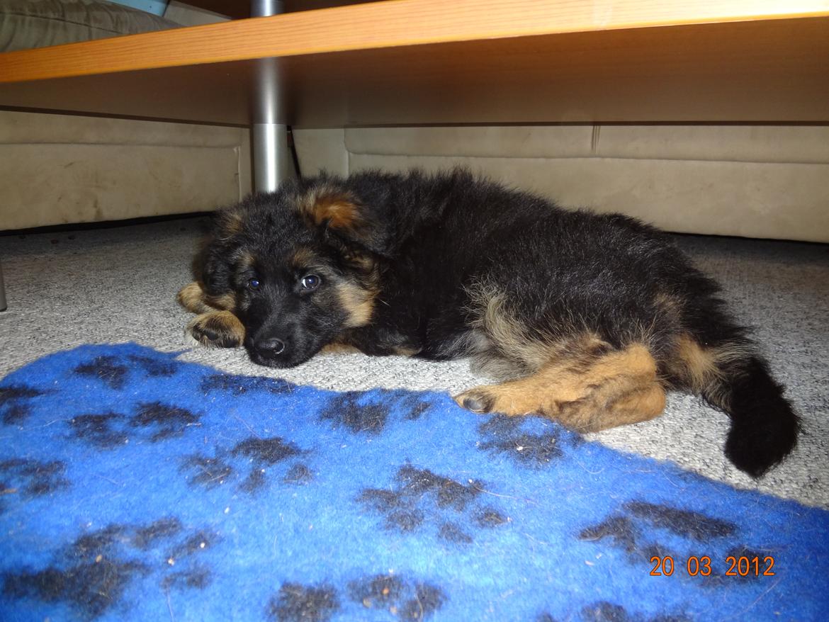 Schæferhund Hassenkam's Christa - Sikke en lille fin hule her under bordet. billede 10