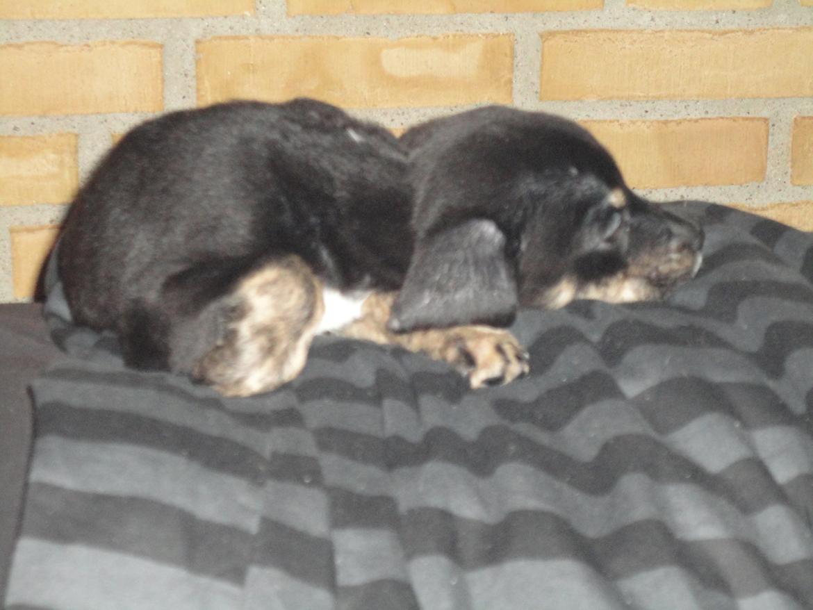 Blanding af racer Maloou <3 billede 5