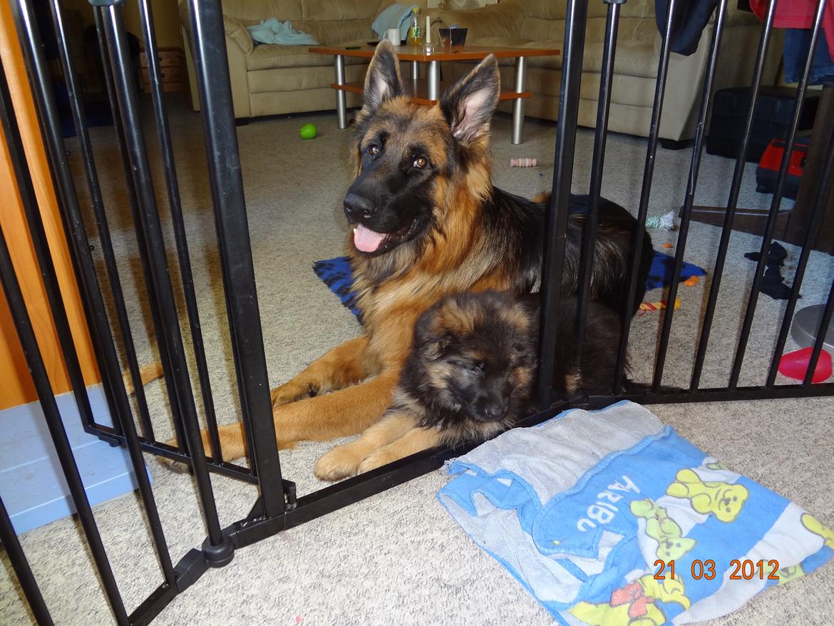 Schæferhund Hassenkam's Christa - Skønt sted at ligge og hygge sammen med schæferdyret. billede 11