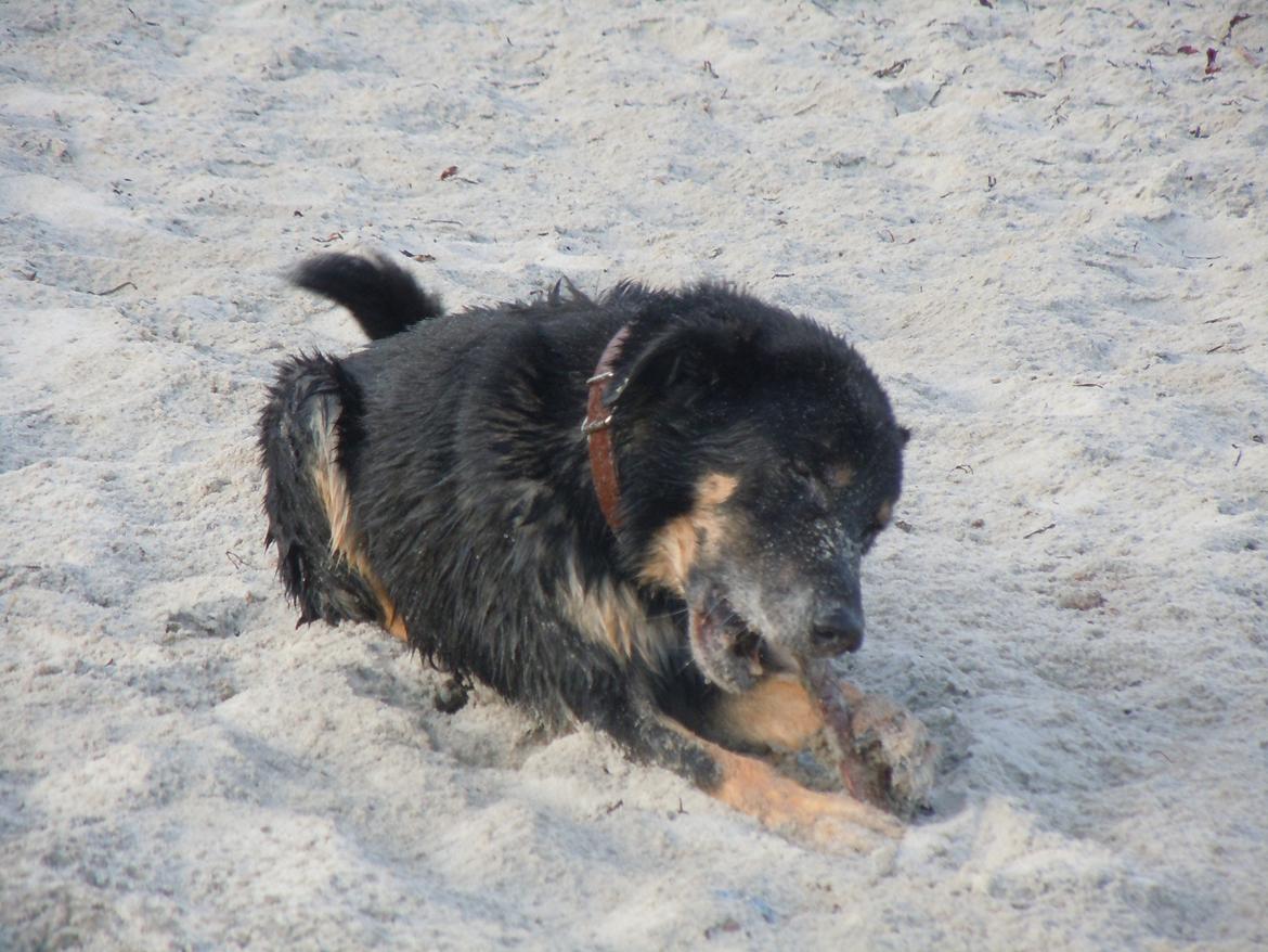 Blanding af racer Kovo <3 billede 9