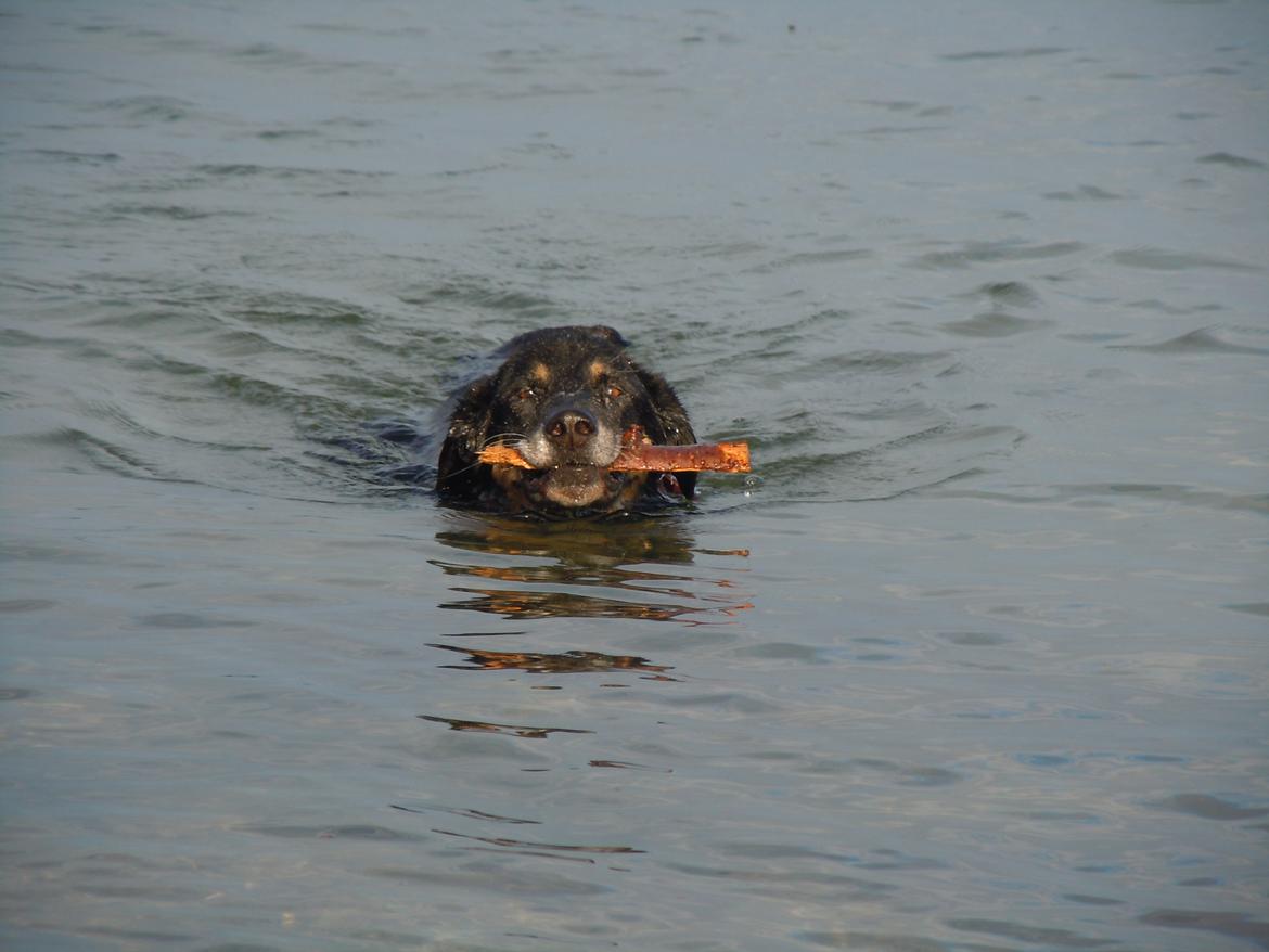 Blanding af racer Kovo <3 - Kovo som vi kender ham bedst
 billede 10