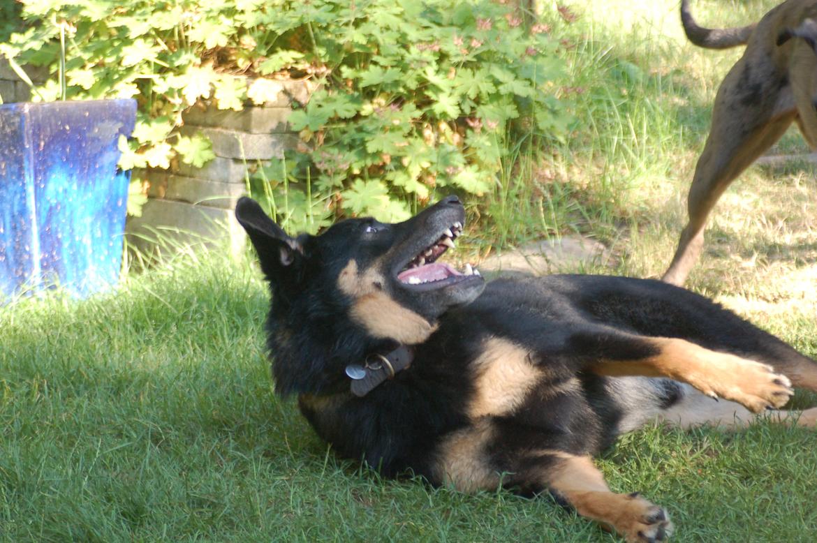 Blanding af racer Kovo <3 - Kovo og Stella leger (: billede 11