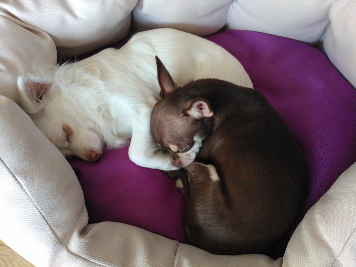 Chihuahua Rico Luigi Don Luciano billede 16