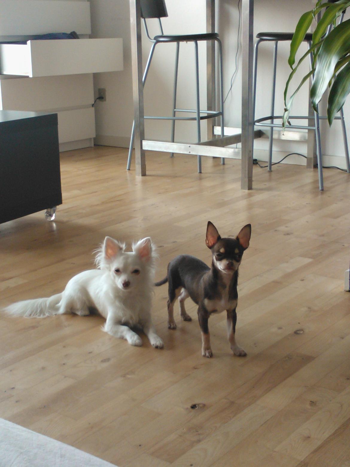 Chihuahua Rico Luigi Don Luciano billede 17