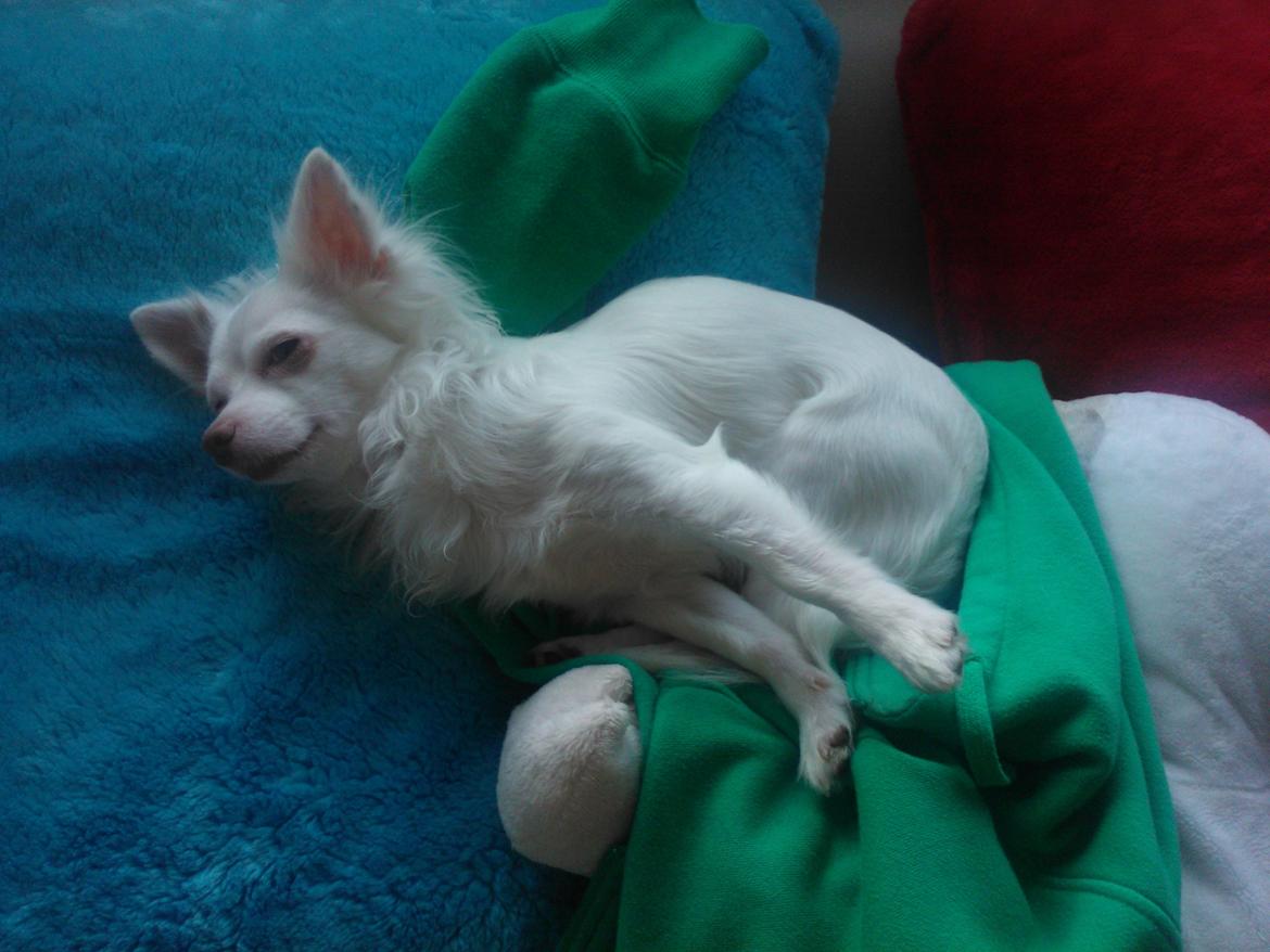 Chihuahua Rico Luigi Don Luciano billede 19