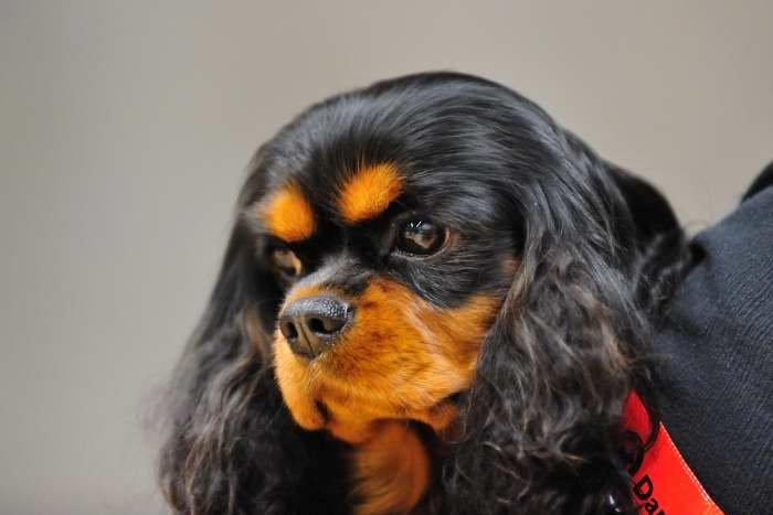 Cavalier king charles spaniel Grand Marica Sweet Vanilla (Luna) - Cavalierklubben udstilling 26. november 2011 billede 1