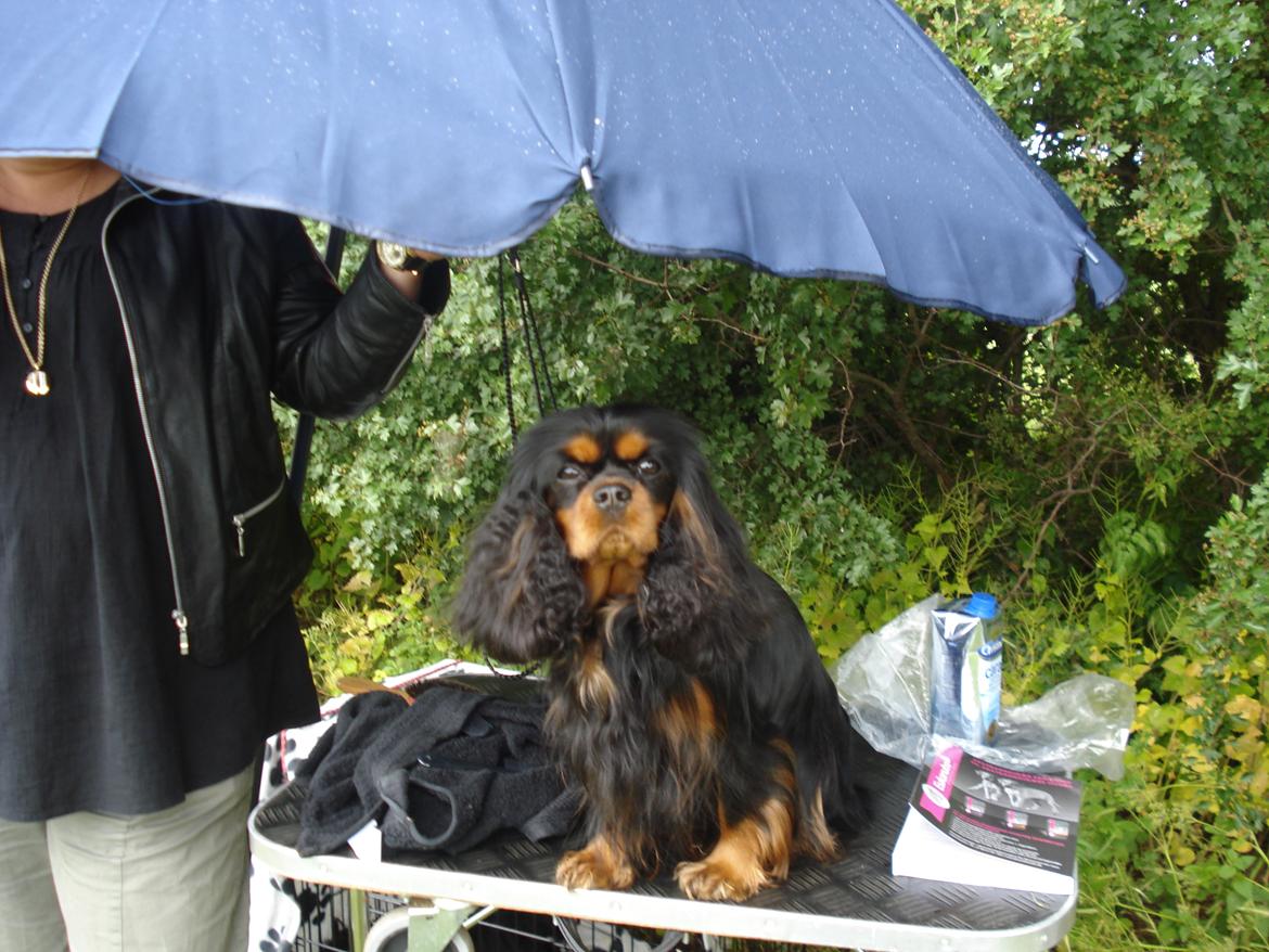 Cavalier king charles spaniel Grand Marica Sweet Vanilla (Luna) - DKK udendørs udstilling 18. juni 2011 billede 2