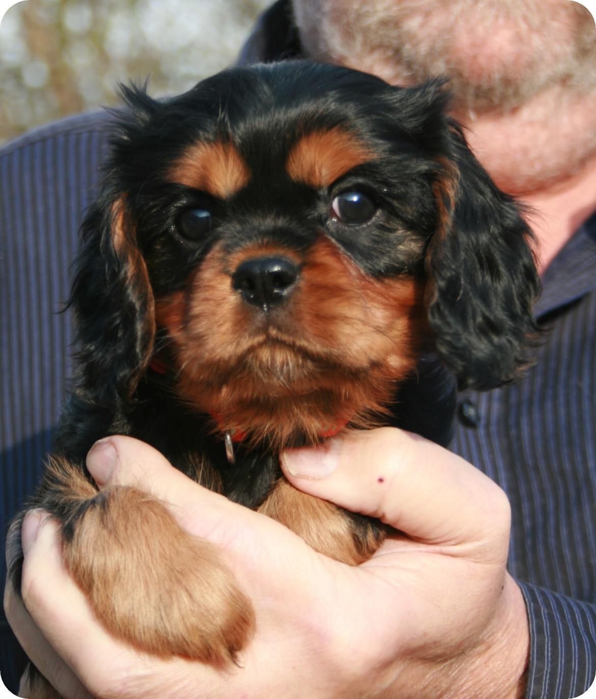 Cavalier king charles spaniel Grand Marica Sweet Vanilla (Luna) - Luna 7 uger billede 3