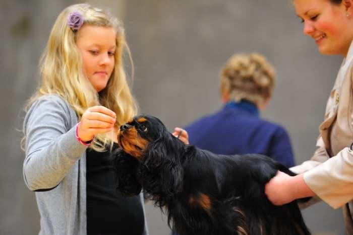 Cavalier king charles spaniel Grand Marica Sweet Vanilla (Luna) - Vores datter Mia og Luna billede 4