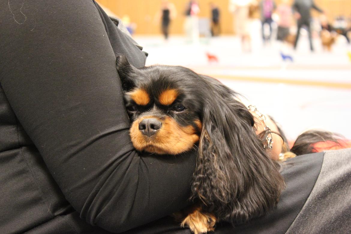 Cavalier king charles spaniel Grand Marica Sweet Vanilla (Luna) - Det er hårdt at være på udstilling billede 6