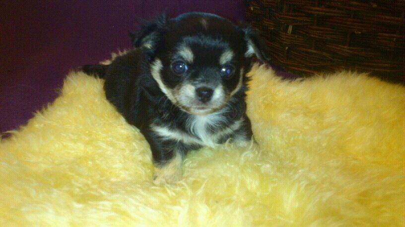 Chihuahua Bianca billede 1