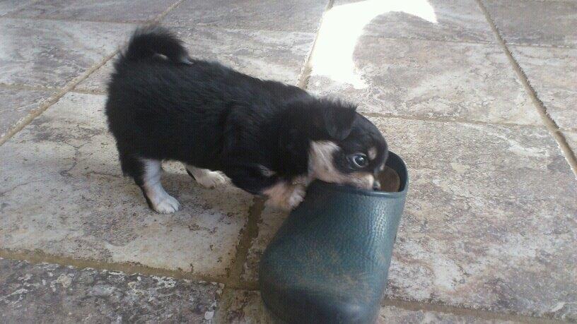 Chihuahua Bianca billede 2