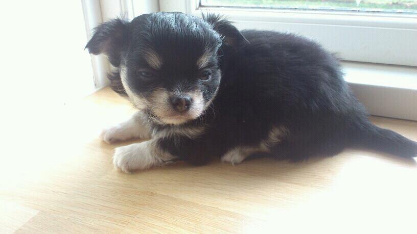 Chihuahua Bianca billede 3