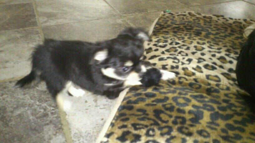 Chihuahua Bianca billede 4