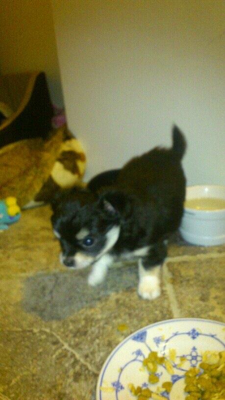 Chihuahua Bianca billede 5